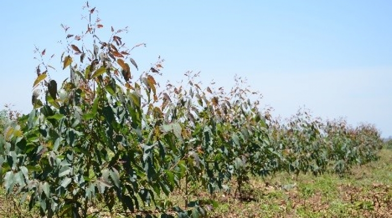 Karamoja Image