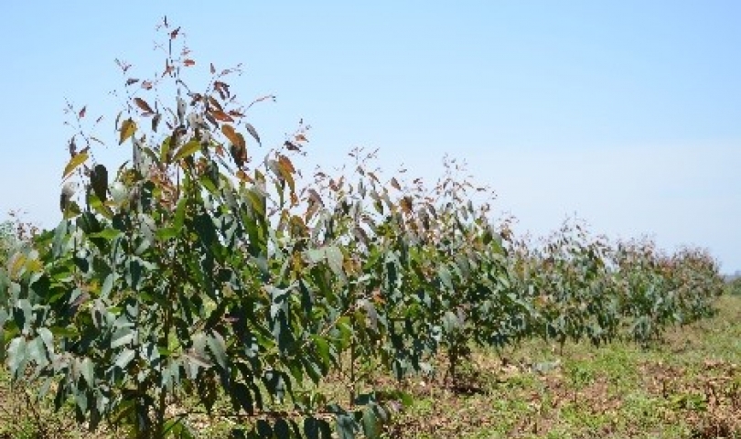 Karamoja Image